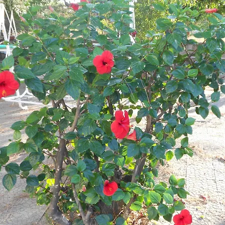 O Marinariello Holiday home *