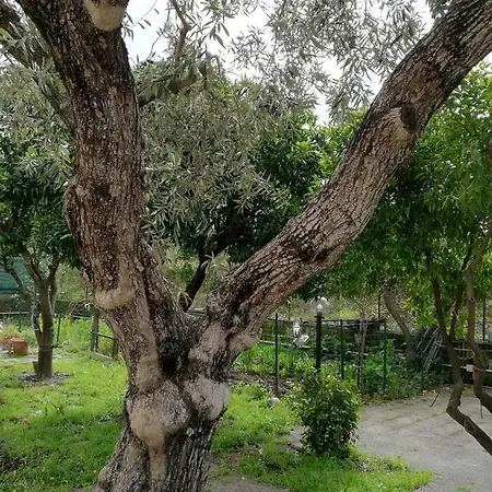 O Marinariello Paestum