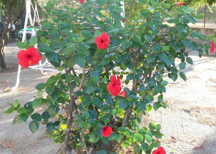 O Marinariello Casa de Férias *