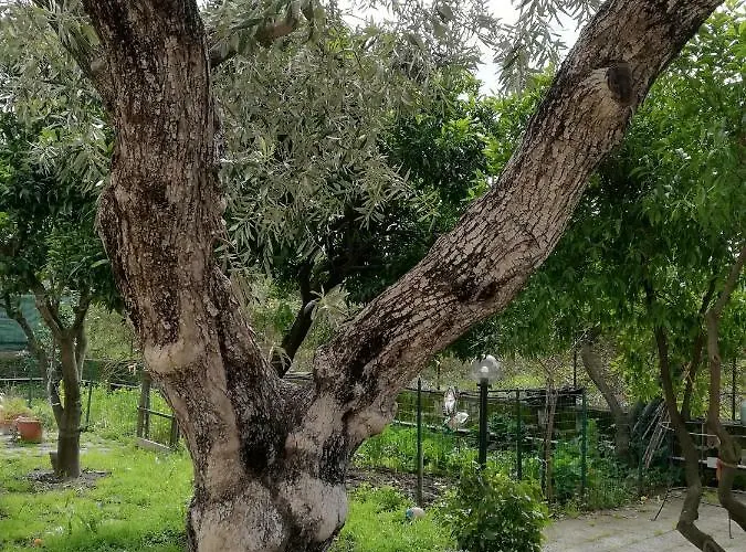 O Marinariello Paestum